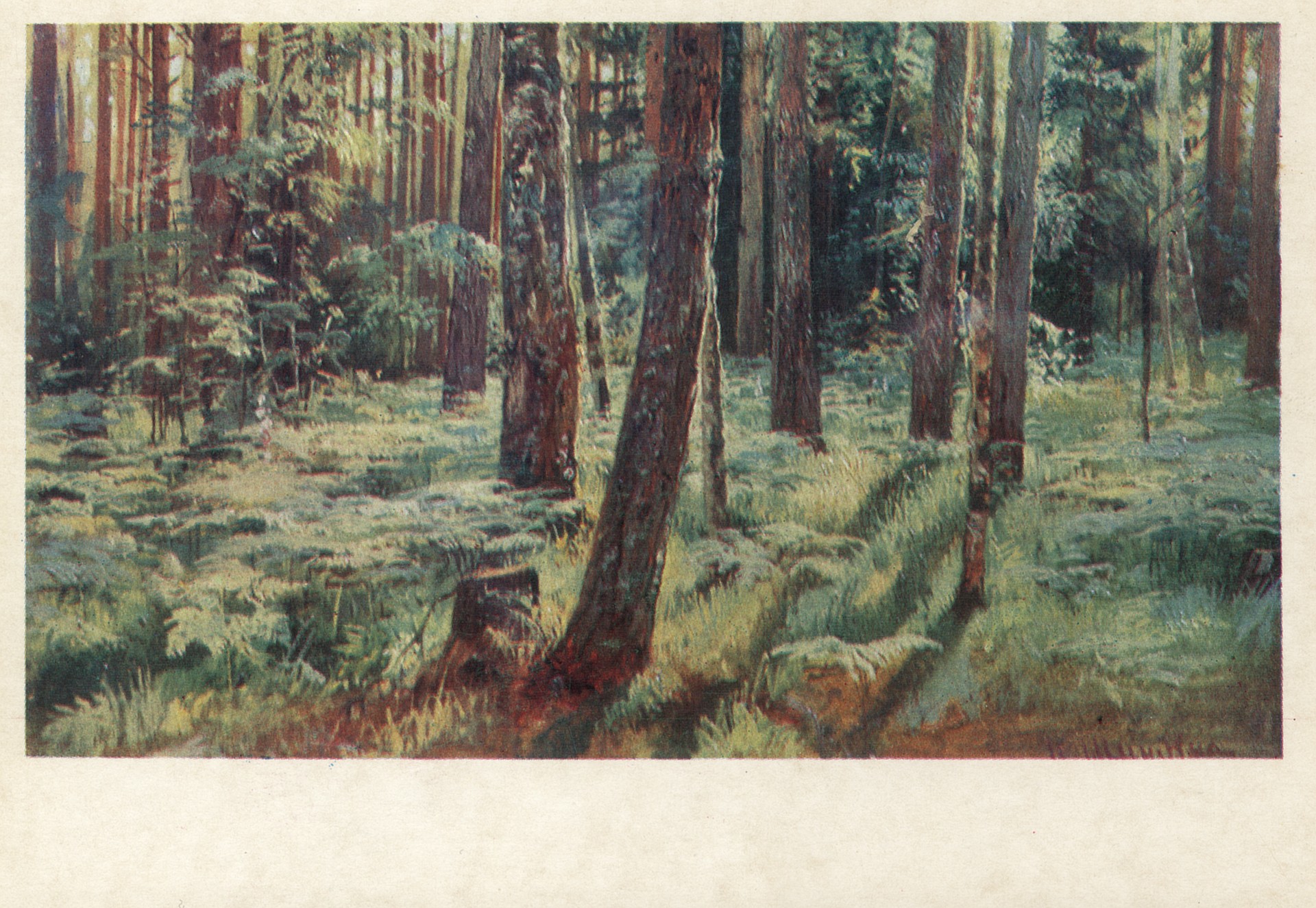 Папоротники в лесу. Сиверская