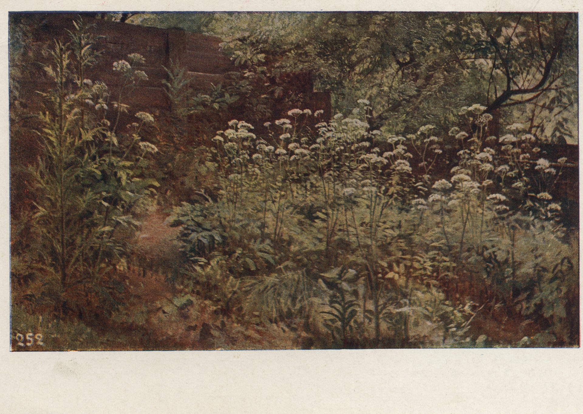 Сныть-трава