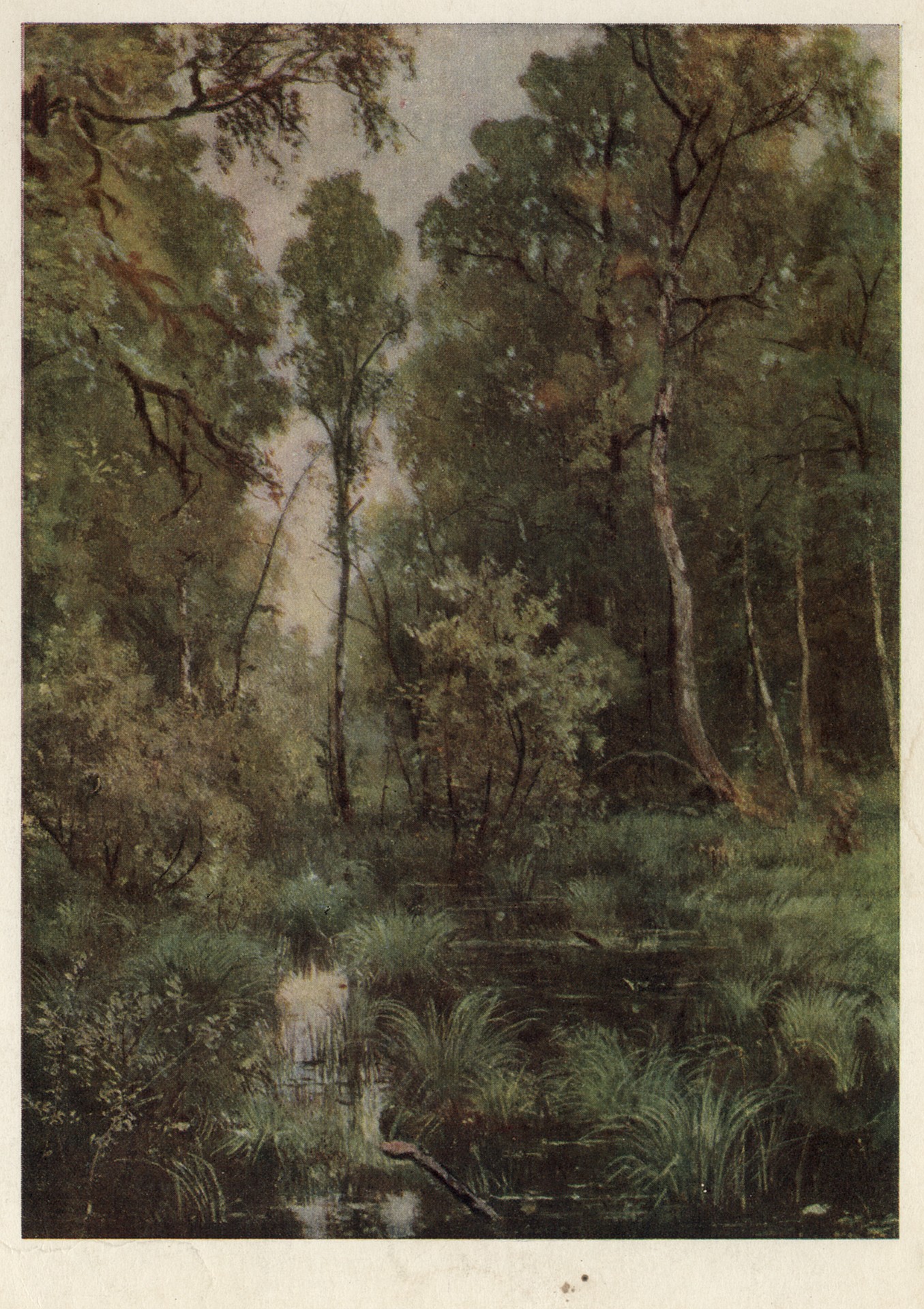 Заросший пруд у опушки леса. Сиверская