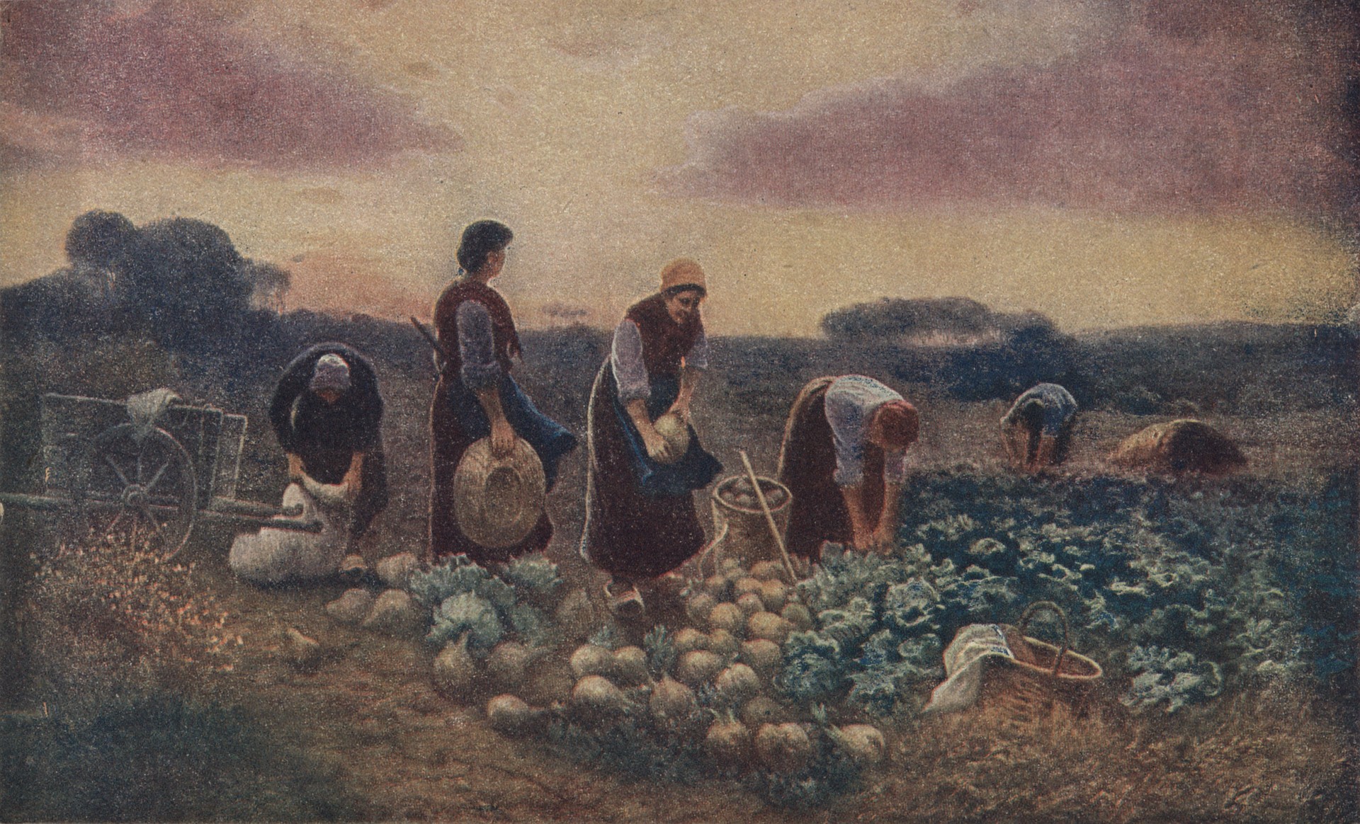 Уборка свёклы