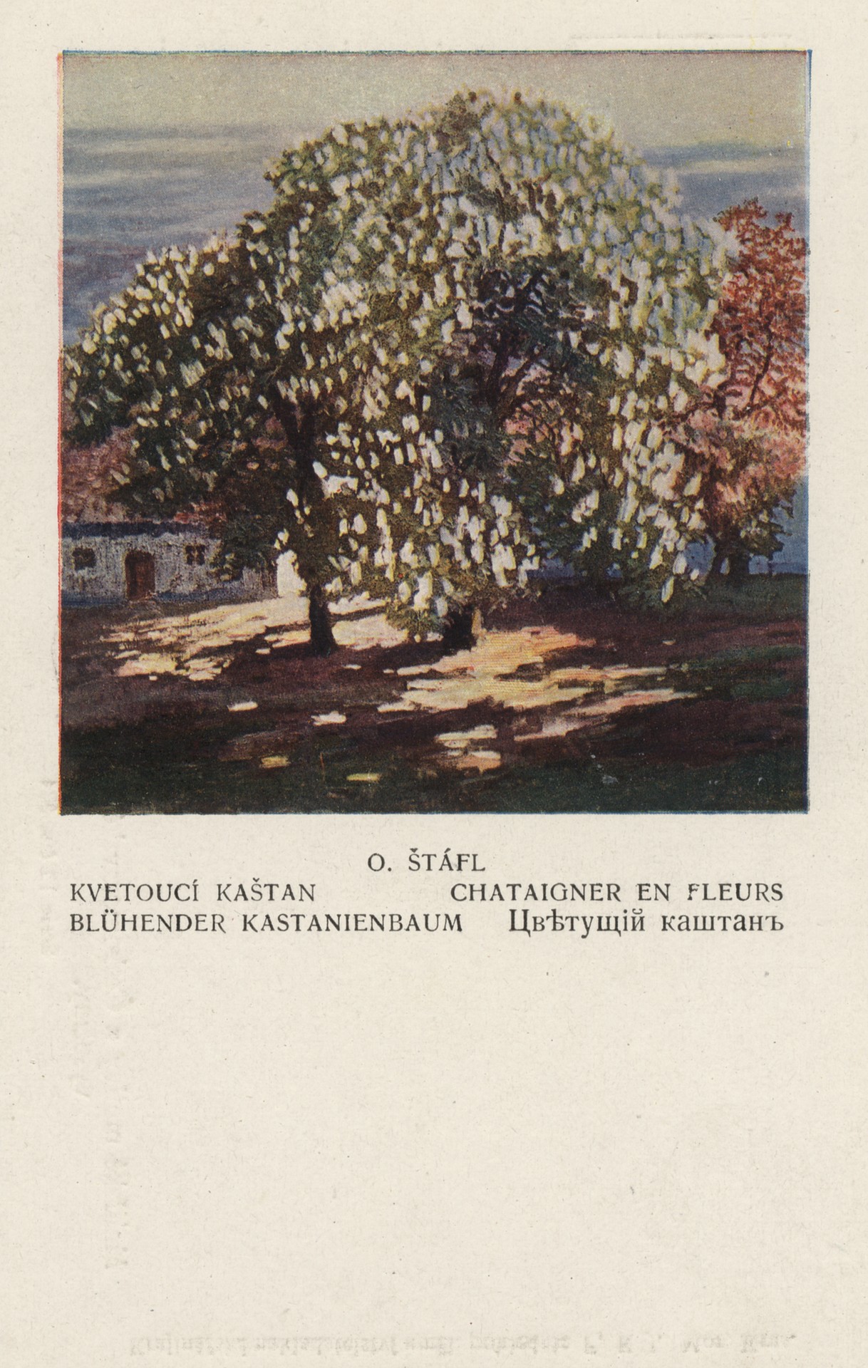 Цветущий каштан