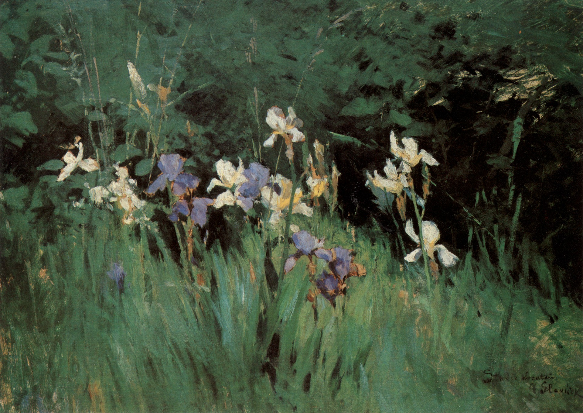 Ирисы (набросок)