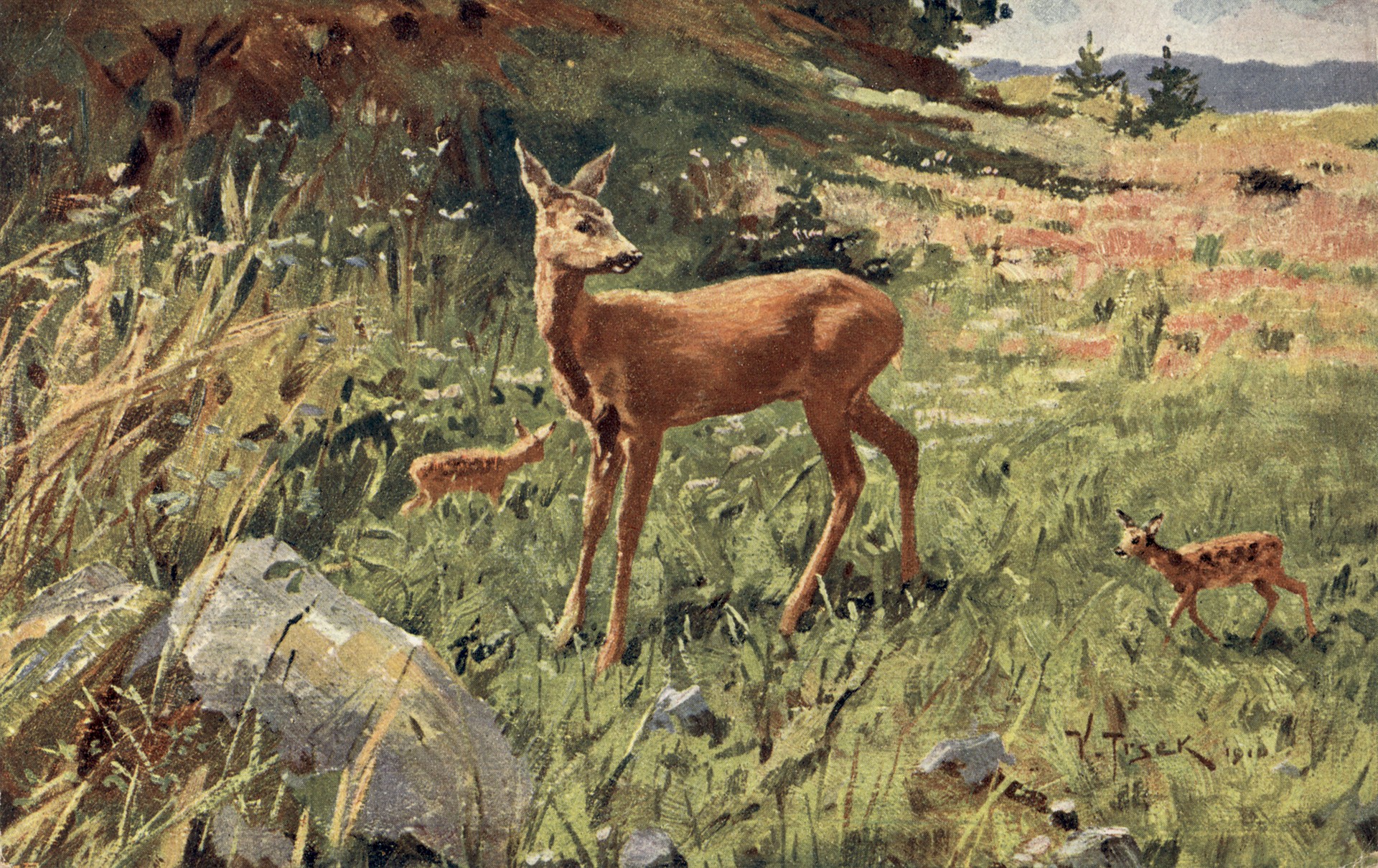 Дикие козочки