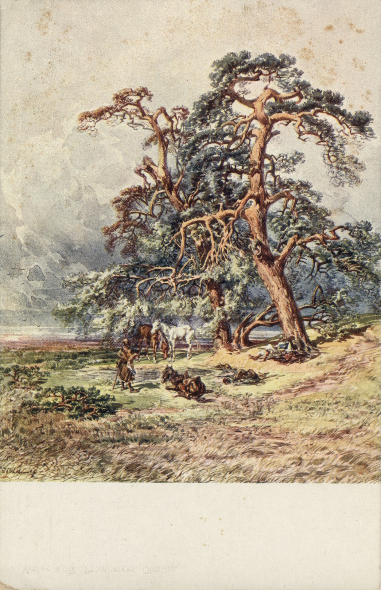 Бивак под сосной