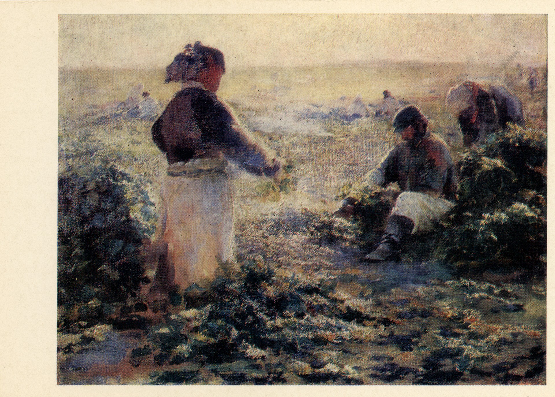 Уборка свеклы